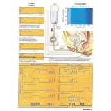 estudos urodinâmicos em Belém